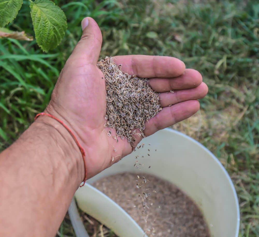 fertilizantes para plantas