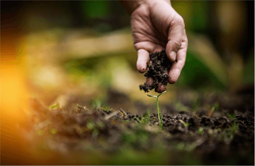 tipos de fertilizantes